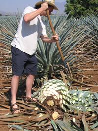 harvesting tequila agave